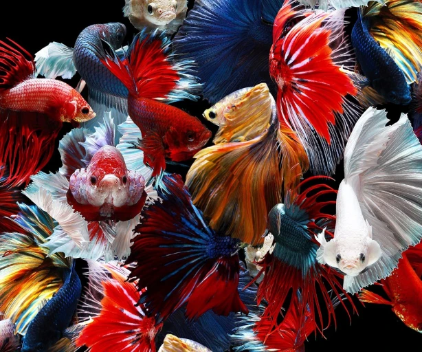 Īpašā pārbaude kā mazākuma dalībnieku tiesību aizsardzības līdzeklis — Starp likuma teoriju un praktisko realitāti