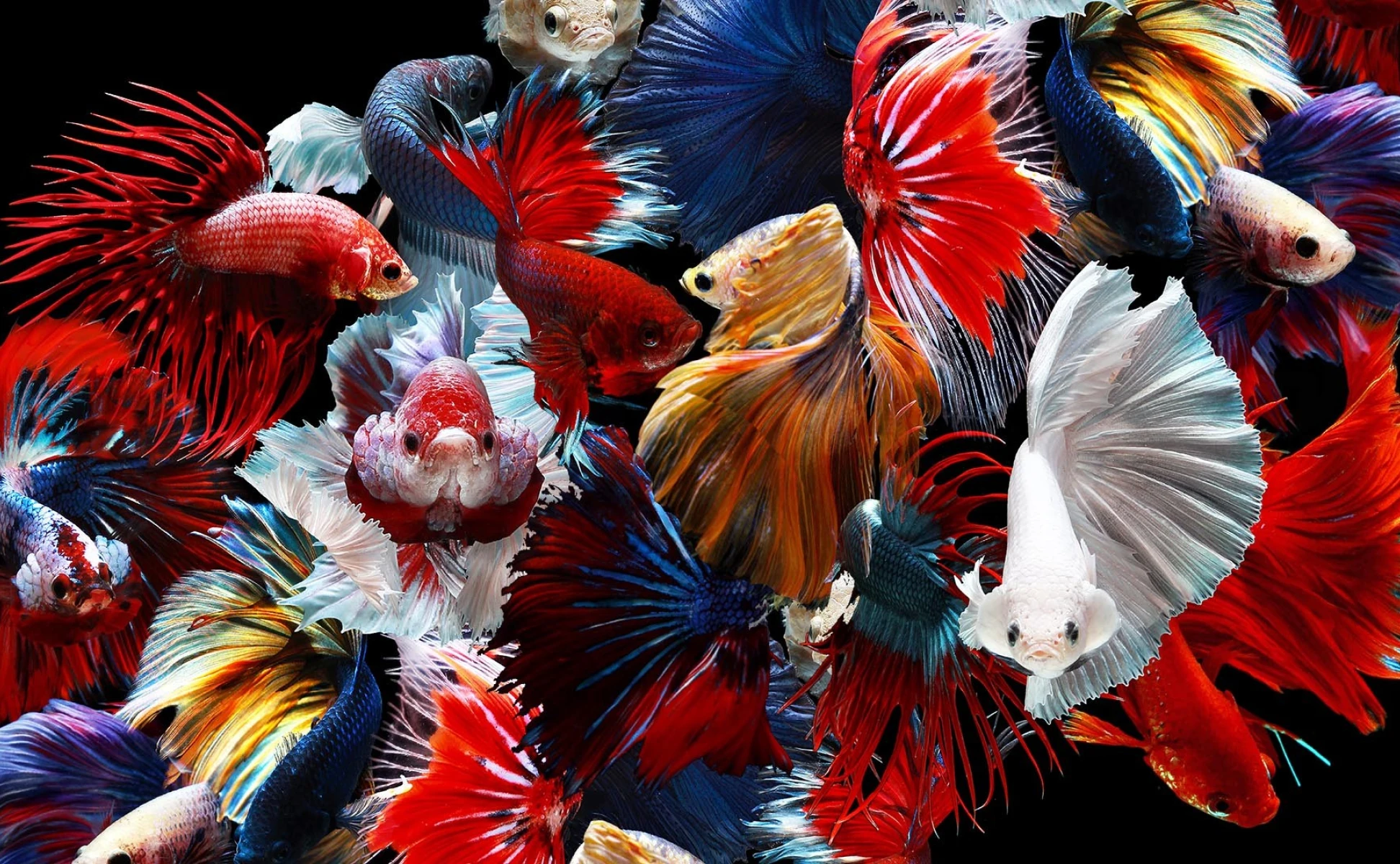 Īpašā pārbaude kā mazākuma dalībnieku tiesību aizsardzības līdzeklis — Starp likuma teoriju un praktisko realitāti