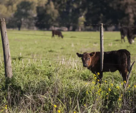 Lauksaimnieki no aprīļa vidus varēs pieteikties platību maksājumiem