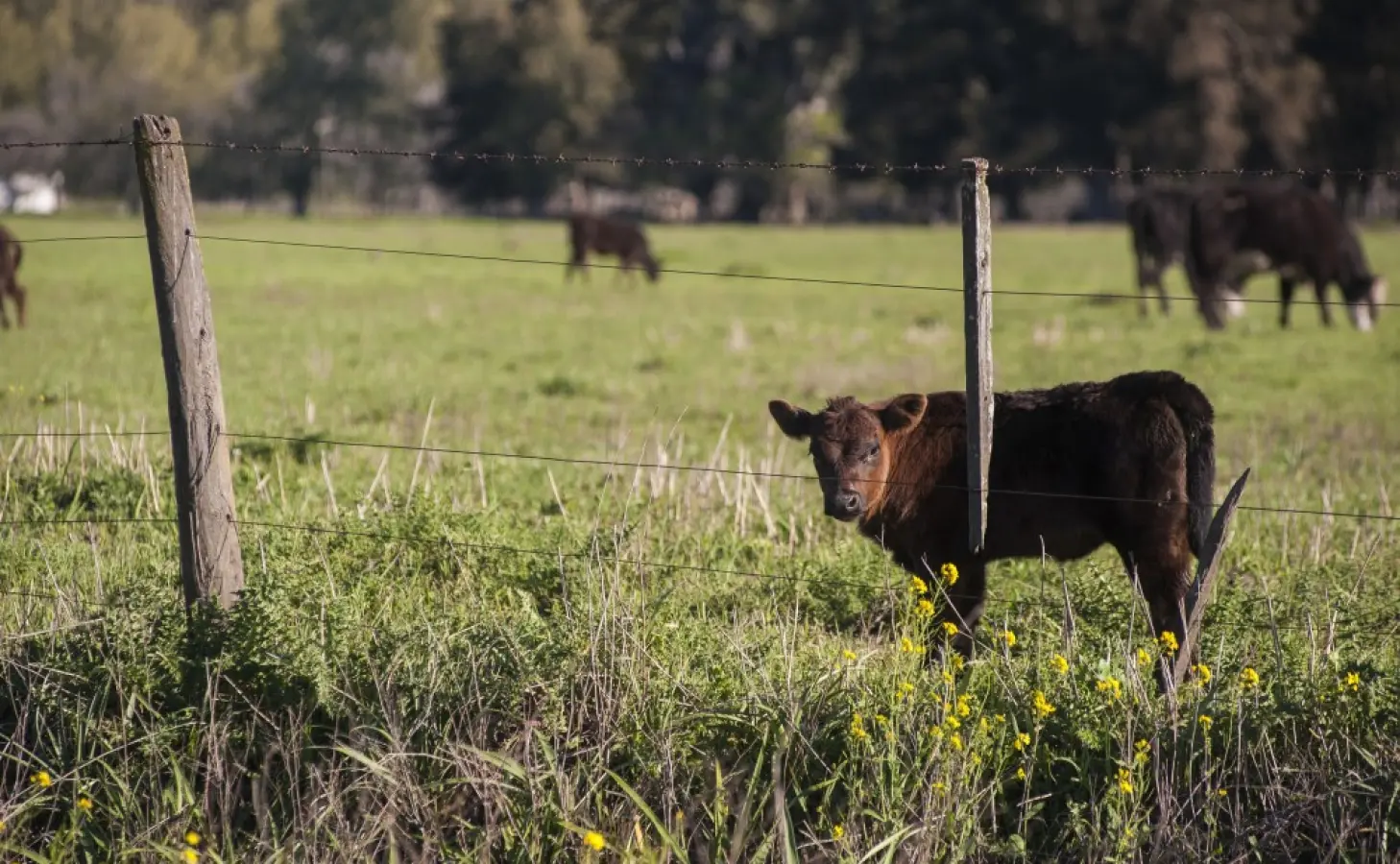 Lauksaimnieki no aprīļa vidus varēs pieteikties platību maksājumiem