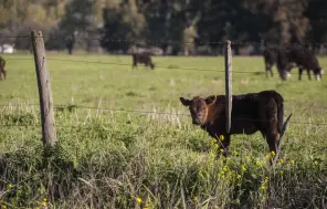 Lauksaimnieki no aprīļa vidus varēs pieteikties platību maksājumiem