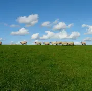 Vienkāršota tiešo maksājumu piešķiršanas kārtību lauksaimniekiem