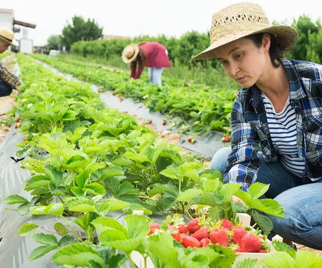 Kā sezonas laukstrādniekiem piemērot atviegloto IIN režīmu?