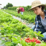 Kā sezonas laukstrādniekiem piemērot atviegloto IIN režīmu?