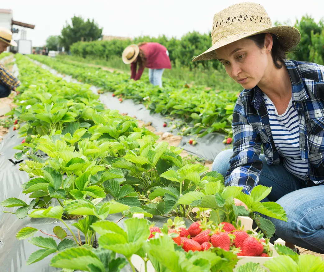 Kā sezonas laukstrādniekiem piemērot atviegloto IIN režīmu?