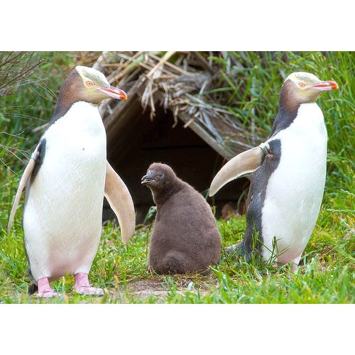 Ģimenei draudzīga komersanta statuss piešķirts 12 uzņēmumiem