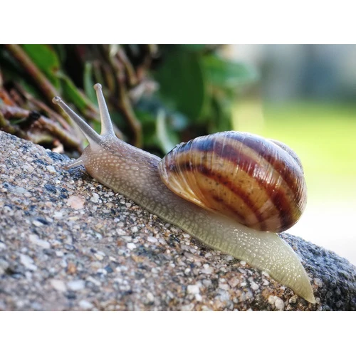 VID: Par ienākumiem no vīngliemežu pārdošanas līdz 3000 eiro nodoklis nav jāmaksā