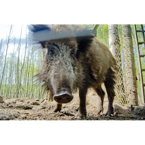 Mežacūku medībās varēs izmantot trokšņu slāpētājus