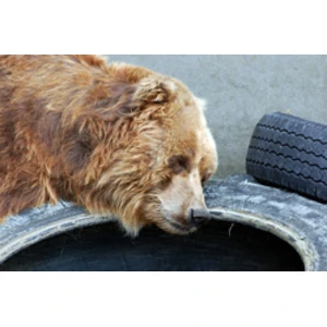 Paredz piemērot valsts nodevas mednieku apliecībām, medību sezonas kartēm, mednieku apliecībām u.c.