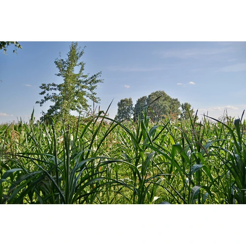 Eiropas lietu komisija konsekventi iestājas pret ģenētiski modificētu kukurūzu ES tirgū