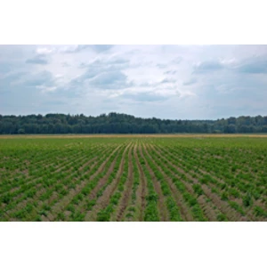 Par lauksaimniecības zemes nomas līguma reģistrāciju un iesnieguma izskatīšanu būs jāmaksā valsts nodevas