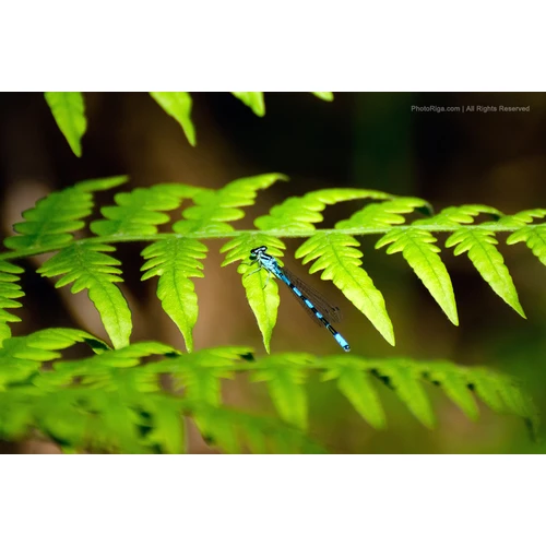 Saeima pieņem jaunu Slīteres Nacionālā parka likumu