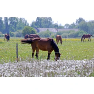 PVD turpina zirgu gaļas pārbaudes gaļas pārstrādes uzņēmumos