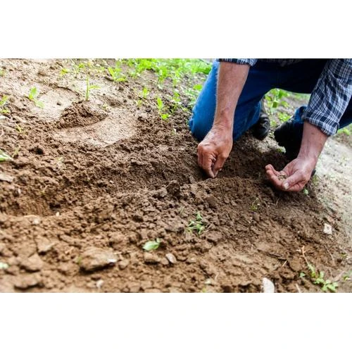 Sezonas laukstrādniekiem – īpašs nodokļu režīms