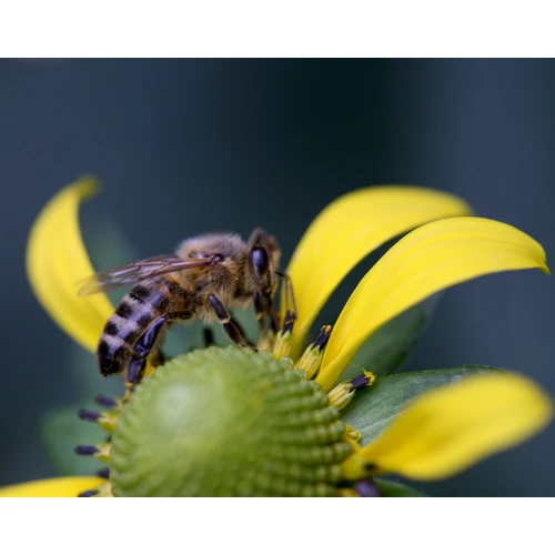 Zināms, kāds šogad būs valsts atbalsts lauksaimniecībai