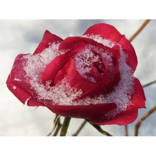 Sveicam mūsu portāla lasītājas pavasarīgajos svētkos!