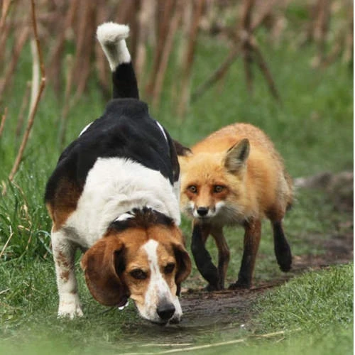 Valsts sekretāru sanāksmē izsludināti jauni Medību noteikumi