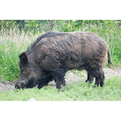 Veiktas izmaiņas dzīvnieku izcelsmes produktu tirdzniecības nosacījumos ES dalībvalstu starpā