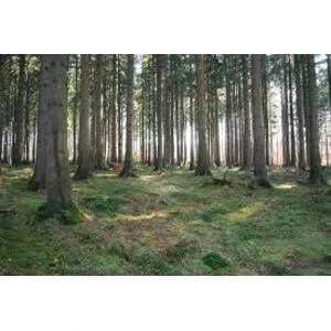 Noteiks kārtību lauksaimniecībā izmantojamās zemes ierīkošanai mežā