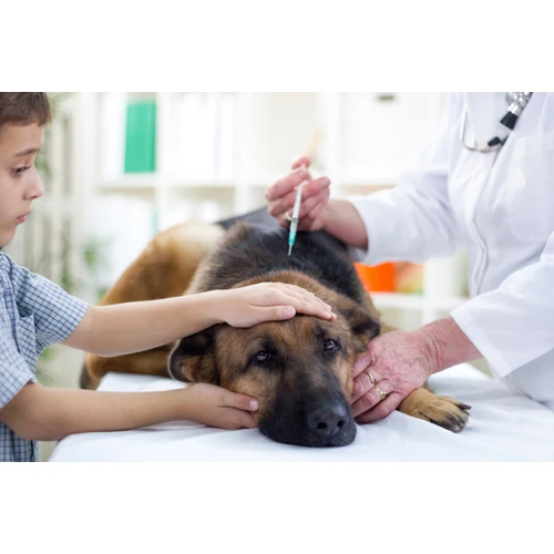 Neraugoties uz nozares iebildēm, valdība pieļauj suņu mikročipēšanu veikt PVD speciālistiem