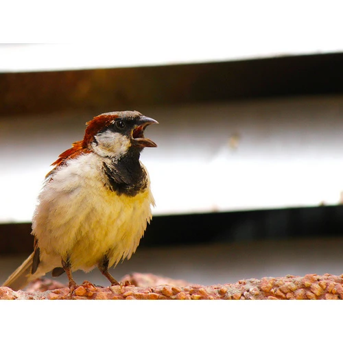 Sagatavots izzinošs tiesu prakses apkopojums, kas analizē kriminālatbildību par naida runu