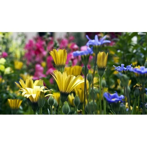 Sveicam portāla lasītājas sievišķīgajos pavasara svētkos!