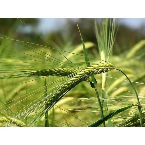 Apstiprināts rīcības plāns augu aizsardzības līdzekļu ilgtspējīgai izmantošanai