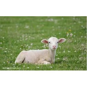 Precizētas atbalsta likmes nacionālās pārtikas kvalitātes shēmas dalībniekiem