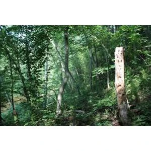 Atbalsta grozījumus Aizsargjoslu likumā, kas ļaus baltalkšņus cirst ūdenstilpju aizsargjoslās