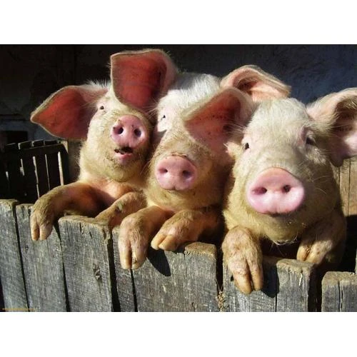 Palielināta valsts atbalsta intensitāte šķirnes cūku saimniecībām