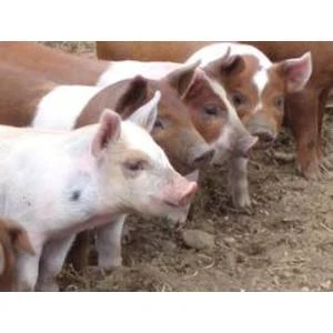 VID aicina vienoties par nodokļu samaksas termiņiem saimniecības, ko skāris Āfrikas cūku mēris