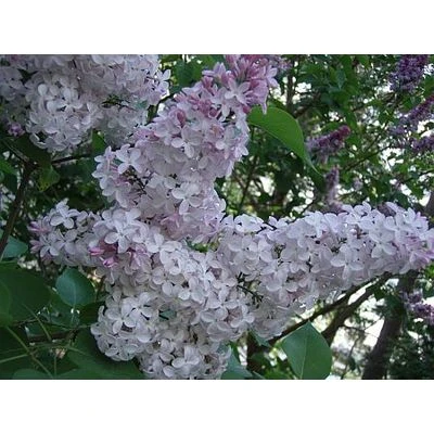 Apsveikums Lietišķās informācijas dienesta dzimšanas dienā