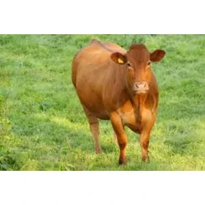 Jaunie dzīvnieku pārvadāšanas noteikumi stingrākas prasības neparedz