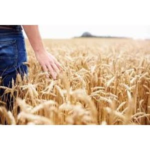 VID skaidrojums par PVN piemērošanu graudaugu un tehnisko kultūru piegādēm no 2016.gada 1.jūlija