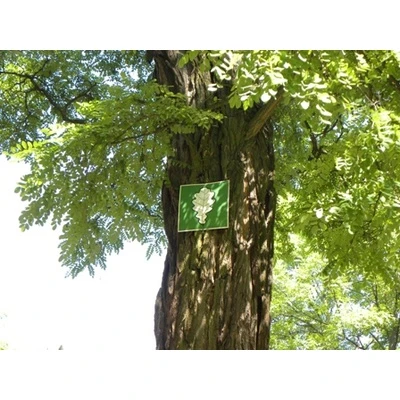 Izstrādāti jauni noteikumi par aizsargājamo koku uzturēšanu Rīgā