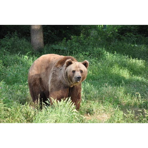 Zemes īpašniekiem kompensēs zaudējumus par īpaši aizsargājamo dzīvnieku nodarītajiem postījumiem