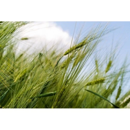 Lauksaimniekiem izmaiņas apdrošināšanas polišu saņemšanas nosacījumos