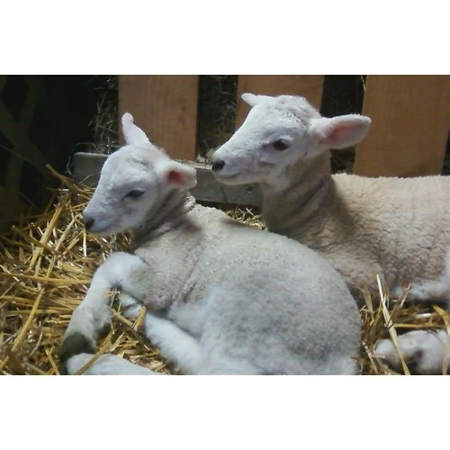 No šodienas sākas projektu pieteikumu pieņemšana no mazajām saimniecībām līdz 15 000 eiro atbalsta saņemšanai