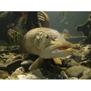 Līdakas šopavasar atļauts makšķerēt no 11.maija