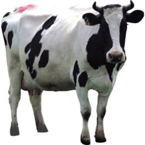 Izstrādāti grozījumi piena kvotu administrēšanas noteikumos