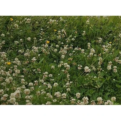 Vēlam saules spēka un mīlestības piepildītus Līgo svētkus un Jāņus!