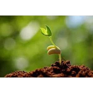 Eiropas Parlaments noraida "sēklu regulu", kas liegtu dalībvalstīm noteikumus pielāgot savām vajadzībām