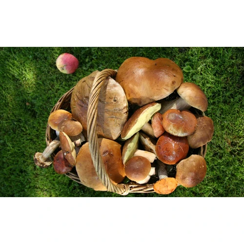 Kas jāzina par nodokļiem, ja personai ir ienākumi no savvaļas veltēm?