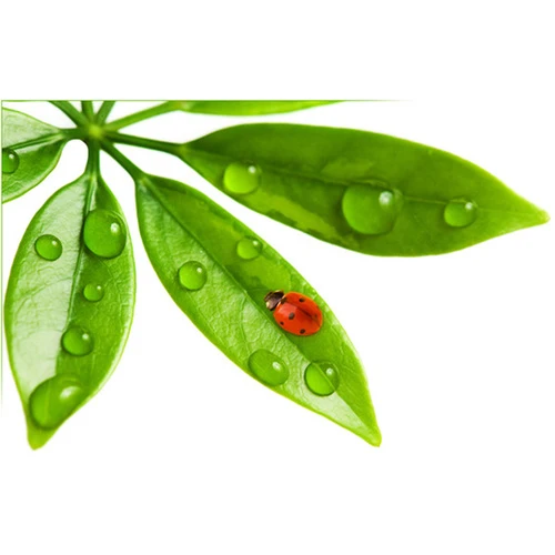 Paredz samazināt robežkontrolei iesniedzamo dokumentu skaitu vairāku produktu ievešanai no trešajām valstīm