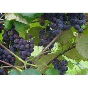 Mazie vīndari varēs tirgot savu produkciju bez kases aparāta