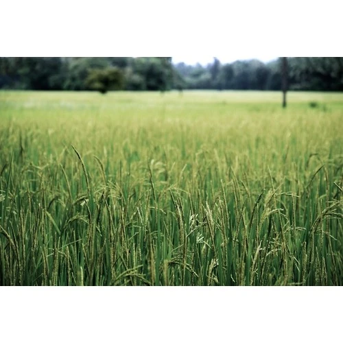 Lauksaimniecības uzņēmumu pārbaudes sāksies 4.septembrī