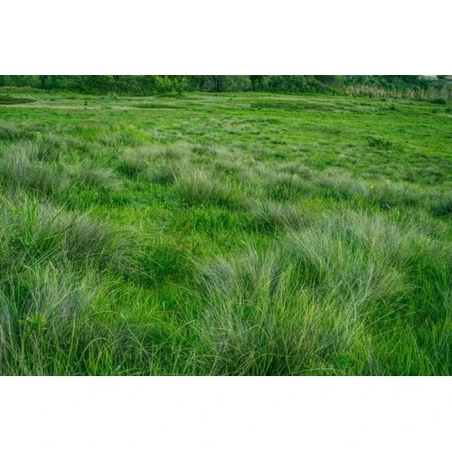 Lauksaimnieki līdz 22. maijam var pieteikties platību maksājumiem