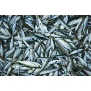 Jāstiprina kontakti ar eksporta tirgiem