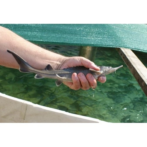 Paredzēts papildināt nozaru sarakstu, kur atļauts pieņemt sezonas darbiniekus uz noteiktu laiku