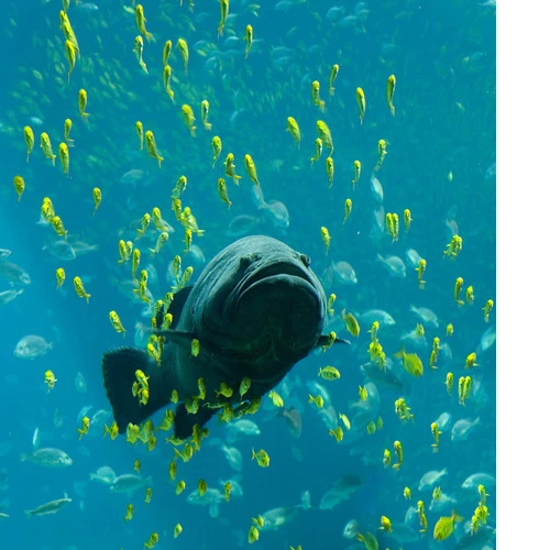 Mainīti nosacījumi kredītgarantiju saņemšanai pārtikas pārstrādātājiem un akvakultūras produkcijas apstrādātājiem